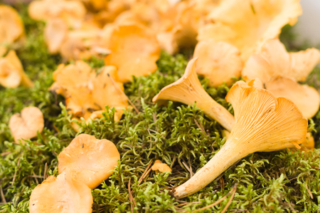 Golden chanterelle (Cantharellus cibarius) or girolle mushrooms, closeup viewの写真素材
