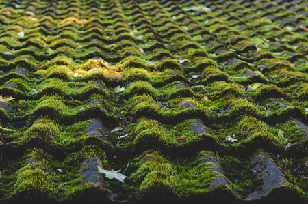 Old tiled roof covered by mossの写真素材