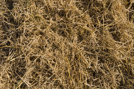 Dry hay closeup, natural straw backgroundの写真素材