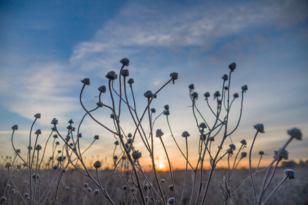 Strange stalks of frozen grass against sunriseの写真素材