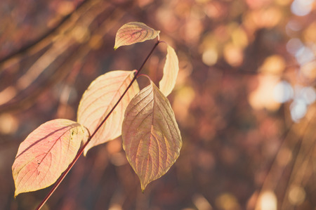 Twig with pale orange leaves on colorful blurred background