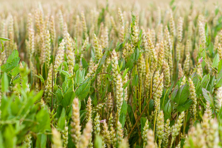 Background of ripening wheat ears, closeup with selective focusの写真素材