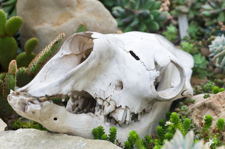 Skull on the ground near cactus and rocks, closeup view with selective focusの写真素材