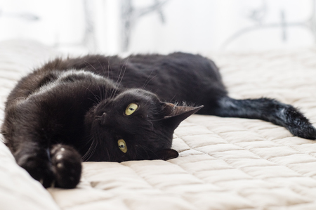 Playful cat with black hair lying on bedの写真素材