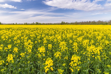 Wide oilseed rape field under cloudscapeの写真素材