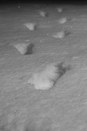 Footprints on fresh snow by night vanishing in the dark, selective focusの写真素材