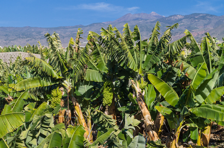 Banana plantation with mountains on the background, Tenerife, Canary Islands, Spainの写真素材