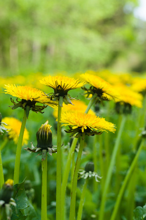 Dandelion flowers vertical sideviewの写真素材
