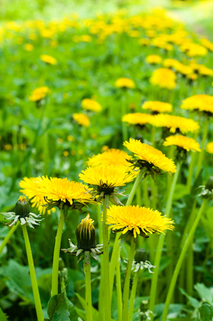 Blossom dandelions lawn, vertical view with diminishing perspectiveの写真素材
