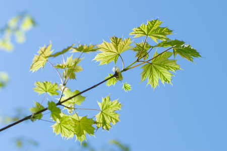 Fresh maple leaves on spring sunny day, selective focusの写真素材