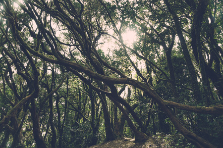 Vintage toned image of laurel forest in Anaga National Park, Tenerife, Canary islands, Spain