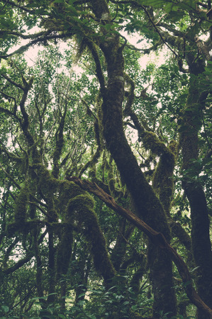 Laurel forest in Anaga National Park, Tenerife island, Spain