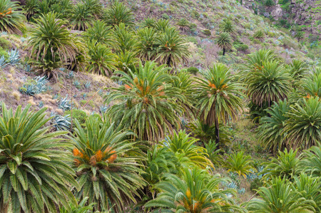 Hill slope with palm trees and agaveの写真素材