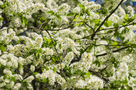 Blossom bird cherry tree branches on springtimeの写真素材