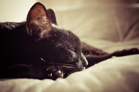 Sleeping black cat, toned image with selective focus on cat's noseの写真素材