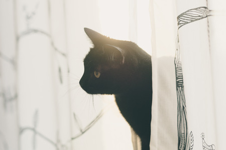 Black cat look out from curtains, morning sun flare behindの写真素材