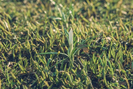 Sprout of first spring flower, concept of new life. Shallow depth of fieldの写真素材