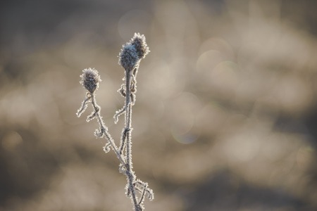 Natural background from frozen plant covered with hoarfrostの写真素材
