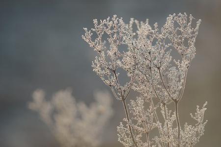 Dry plants in hoarfrost with bokeh against morning sunlightの写真素材