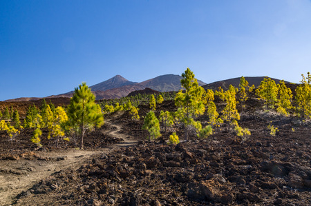 Hiking trail leading through arid volcanic landscapes, El Teide and Pico Viejo peaks on backgroundの写真素材