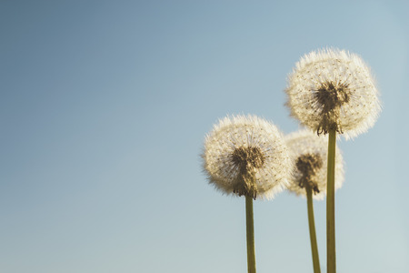 Three dandelions with white fluffy seeds against blue sky, selective focus, space for textの写真素材