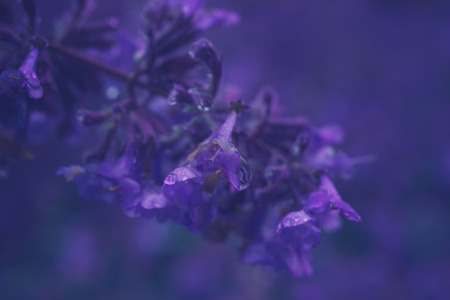 Closeup on Nepeta cataria or catnip flowers with drops after rain. Toned image, shallow depth of fieldの写真素材