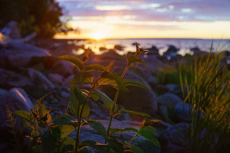 Grass silhouette at sunset, sundown over stony coast on blurred backgroundの写真素材