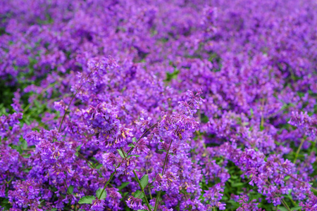 Background of Nepeta cataria or catmint flowers with drops after rain. Shallow depth of fieldの写真素材