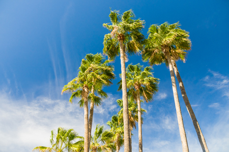 Palm trees against blue sky on sunny summer day, view from belowの写真素材