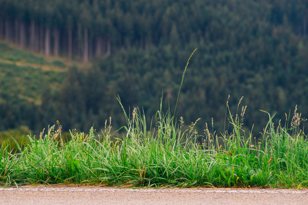 Grass on the edge of road, woodland on blurred backgroundの写真素材