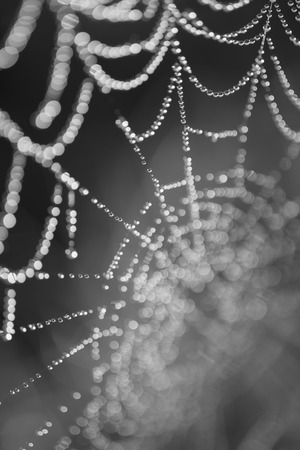 Spider web with dew drops closeup. Selective focus, black and white imageの写真素材