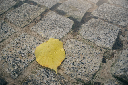 Fallen linden or lime tree leaf on pavement in puddle, selective focusの写真素材