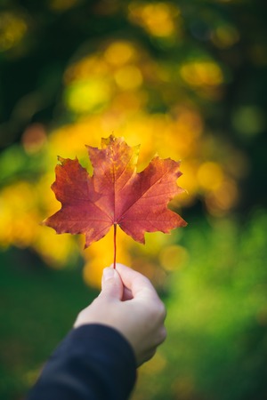 Female hand holding red maple leaf against colorful autumnal bokeh. Shallow depth of fieldの写真素材