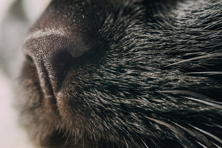Black cat's nose and whiskers closeup, selective focusの写真素材