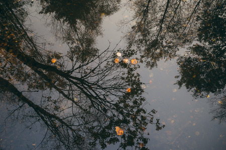 Leafless trees reflection on water surface, late autumn conceptの写真素材