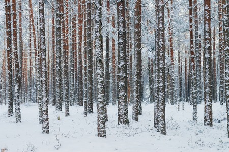 Pine tree trunks covered with snow, wintry background