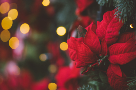 Festive decoration background with red artificial poinsettia flowers as Christmas symbolの写真素材