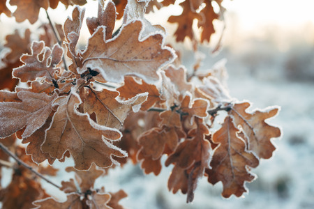 Oak tree branch with frosted leaves, season change concept, selective focus