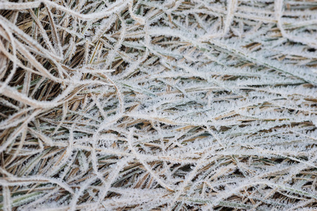 Frozen grass closeup background, plants covered with hoarfrostの写真素材