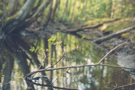 Snail creep on twig against small pond in forest, springtime sceneの写真素材