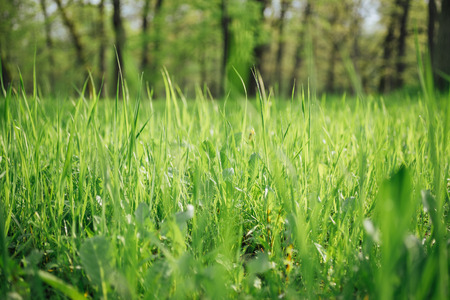 Sunlit lush grass in park, vivid springtime background. Selective focus