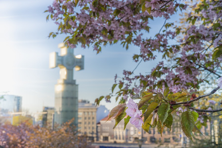 Springtime in Tallinn, Estonia. Blossom sakura and War of Independence Victory Column on background.の写真素材
