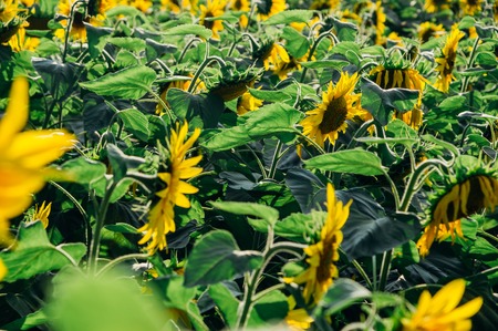 Sunflowers field in bright sunlight, agricultural backgroundの写真素材