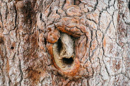 Bark of massive pine tree, natural background