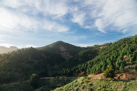Highland road leading through scenic coniferous forest on wonderful sunny dayの写真素材