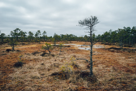 Kakerdaja fen by early springtime, Jarva county, Estoniaの写真素材