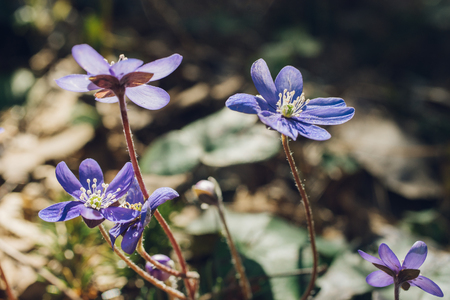 Macro of anemone hepatica or liverwort flowers against sunlight, early spring wildflowers, selective focusの写真素材