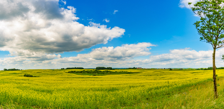 Panorama view of a rapeseed field on sunny summer day. Blossom canola or colza flowers against cloudscapeの写真素材