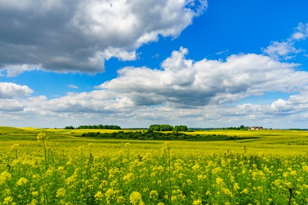 Beautiful rapeseed field on sunny summer day. Blossom canola or colza flowers against wonderful cloudscapeの写真素材