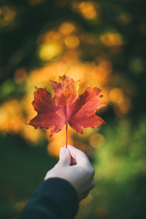 Female hand holding red maple leaf against colorful autumnal bokeh. Shallow depth of fieldの写真素材